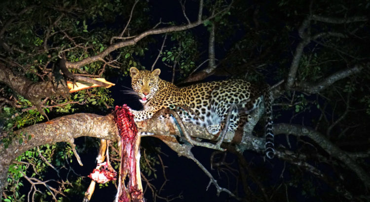 leopard eating meat|yourhealthyprostate.com - YOUR HEALTHY PROSTATE - HOW TO CURE PROSTATE ONCE AND FOR ALL AND KEEP IT HEALTHY