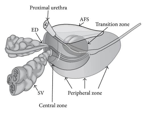 prostate structure|yourhealthyprostate.com - YOUR HEALTHY PROSTATE - HOW TO CURE PROSTATE ONCE AND FOR ALL AND KEEP IT HEALTHY