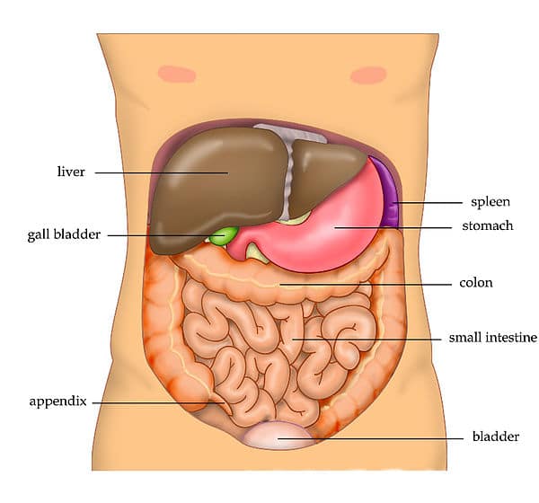 Large intestine