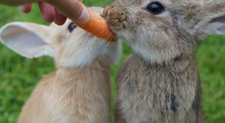 rabbit-carrots|yourhealthyprostate.com-Your Healthy Prostate