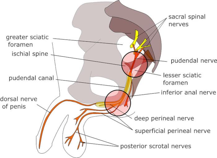 pudendal-nerve|yourhealthyprostate.com-Your Healthy Prostate