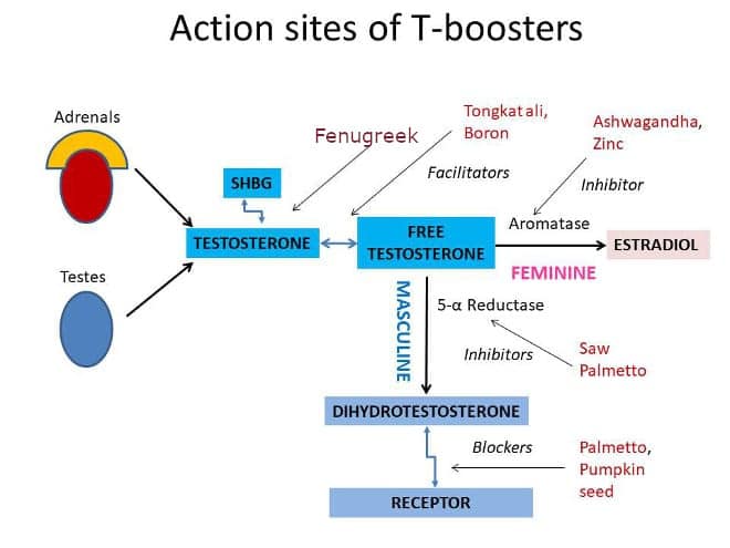 Action sites of T boosters|yourhealthyprostate.com-Your Healthy Prostate