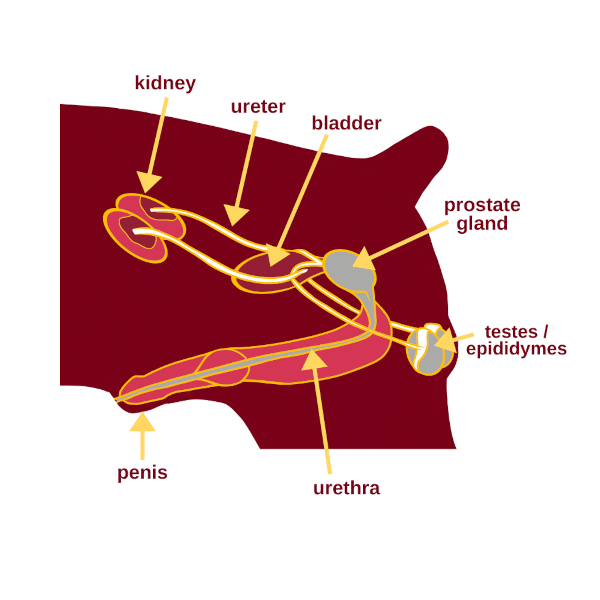 Male Canine-Reproductive Tract|yourhealthyprostate.com-Your Healthy Prostate